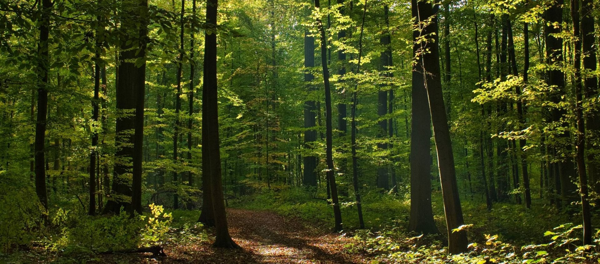 아트너주사 배경